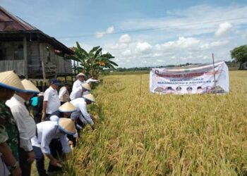 Muhammadiyah Queries Data Validity of the Rice Import Policy