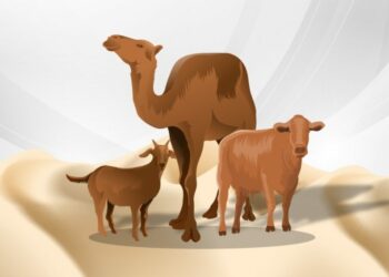 The Muhammadiyah-Aisyiyah Special Branch of Malaysia Performs Qurban