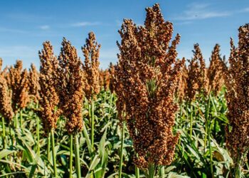 Sorghum Bioethanol: MPM Central Java’s Vision for a Fossil Fuel-Free Future