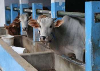 Who Receives Qurban Meat, and How Much Should Each Get?