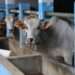 Who Receives Qurban Meat, and How Much Should Each Get?