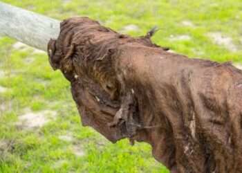 Can the Skin of a Qurban Animal be Sold for Public Benefit?