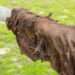 Can the Skin of a Qurban Animal be Sold for Public Benefit?