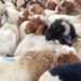 Qurban as an Expression of Gratitude and Compassion
