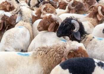 Dam Slaughter May Be Transferred to One’s Homeland for the Sake of Public Benefit