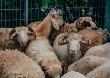 Why Muslims are Encouraged to Offer Sacrifice Every Year, Not Just Once