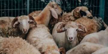 Why Muslims are Encouraged to Offer Sacrifice Every Year, Not Just Once