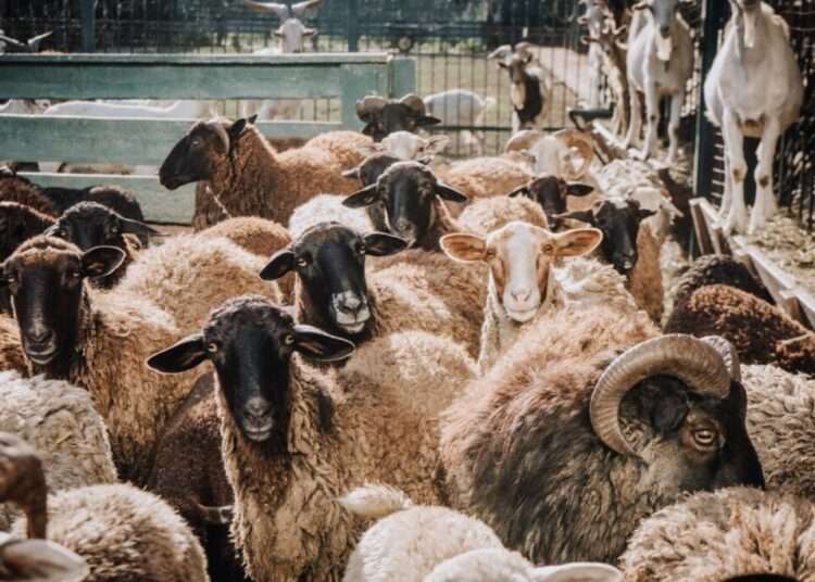 Dam Sacrifice May Be Performed until the End of Dhulhijjah