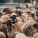 Dam Sacrifice May Be Performed until the End of Dhulhijjah